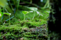 苔のまほろば