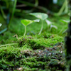 苔のまほろば