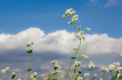 蕎麦の花