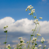 蕎麦の花