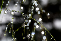 水晶の生る草