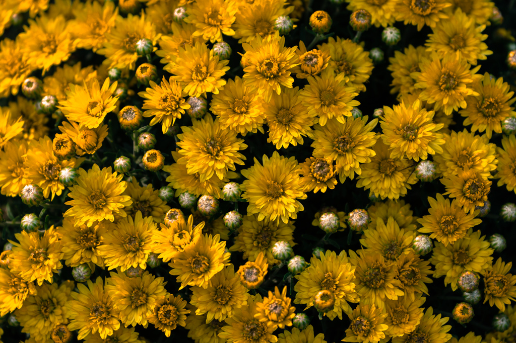 菊の花