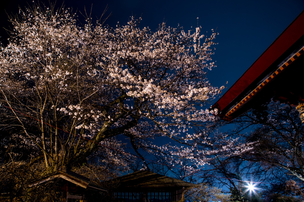 千手山公園桜まつり