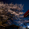 千手山公園桜まつり