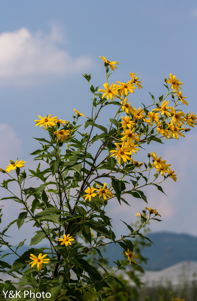 花束