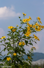 花束