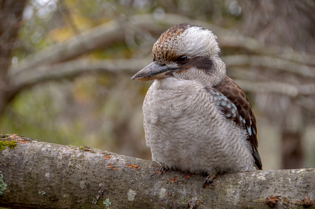 kookaburra 4