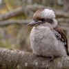 kookaburra 4