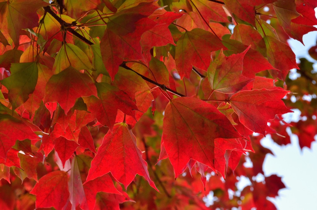 autumn red