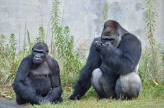 Lowland gorilla