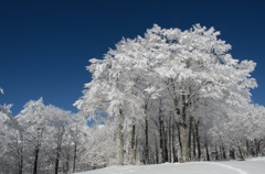 雪の葉