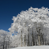 雪の葉