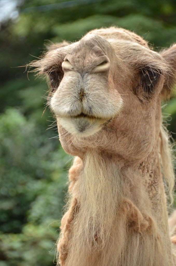 Dromedary camel