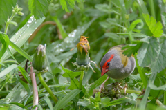 Red-browed Finch