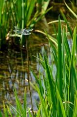 dragonfly