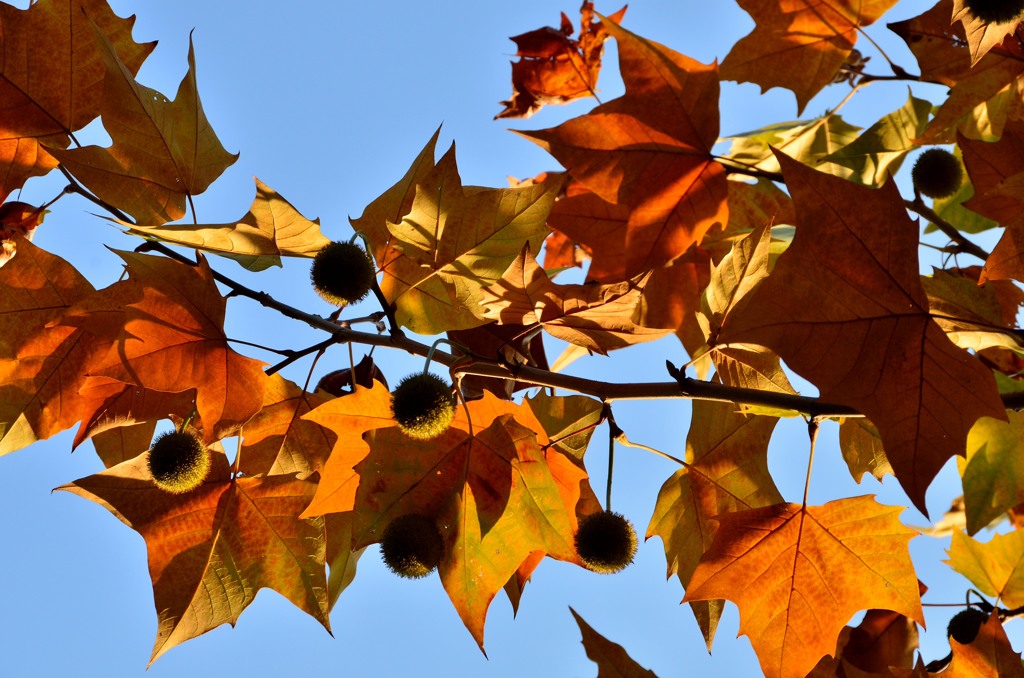 autumn bells