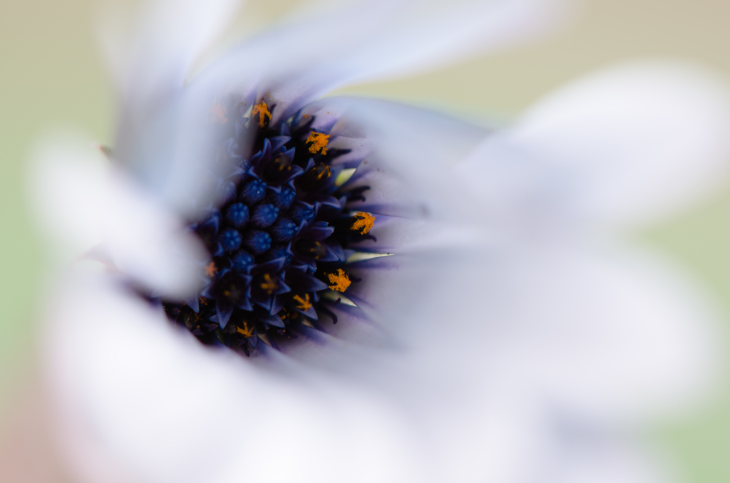 Macro 16