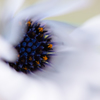 Macro 16