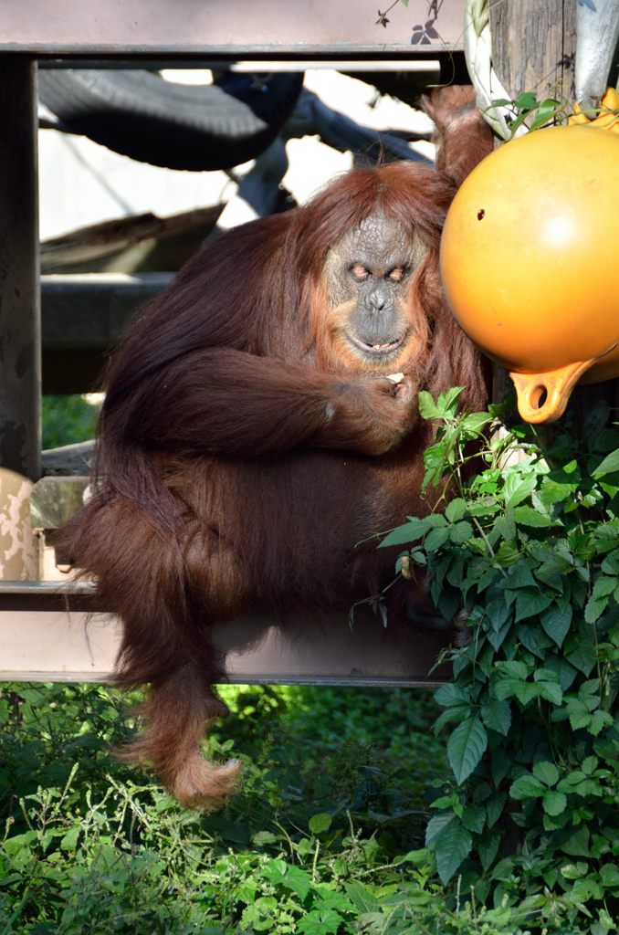 Orangutan