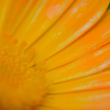 Macro 15