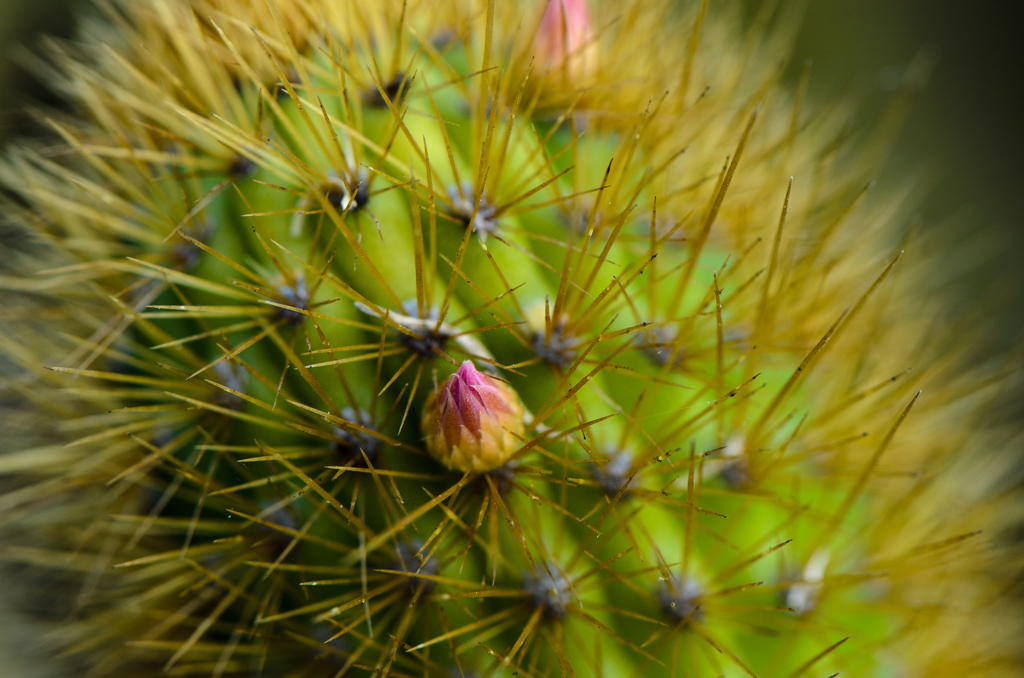 macro 3