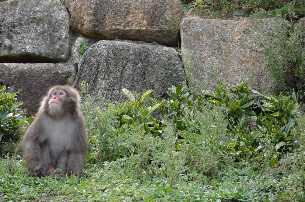 Snow monkey