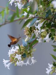 Hummingbird hawk-moth