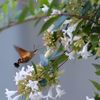 Hummingbird hawk-moth