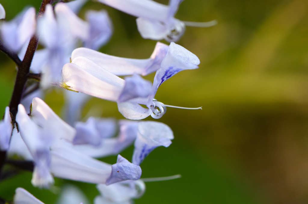Macro 11