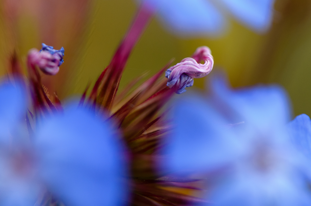 Macro 10