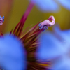Macro 10
