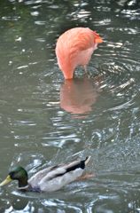 Flamingo ?