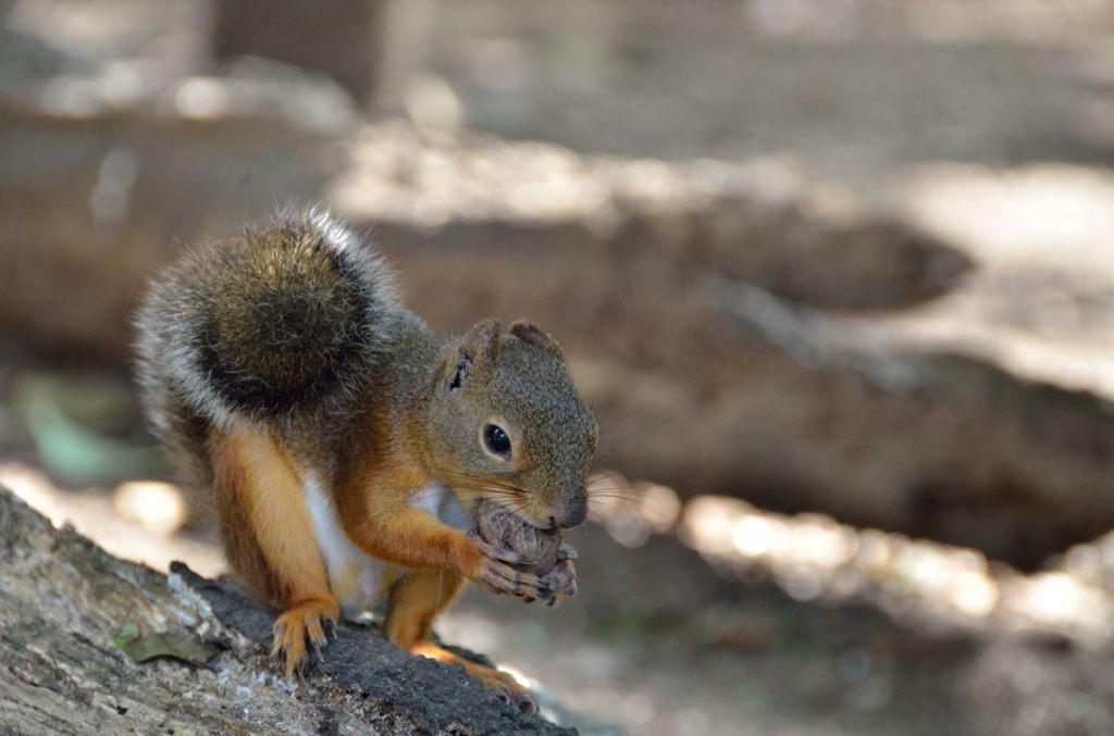 Japanese squirre