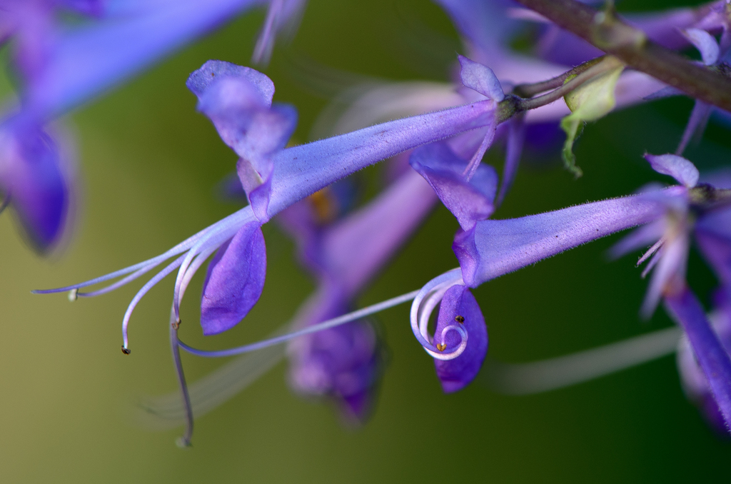 Macro 4