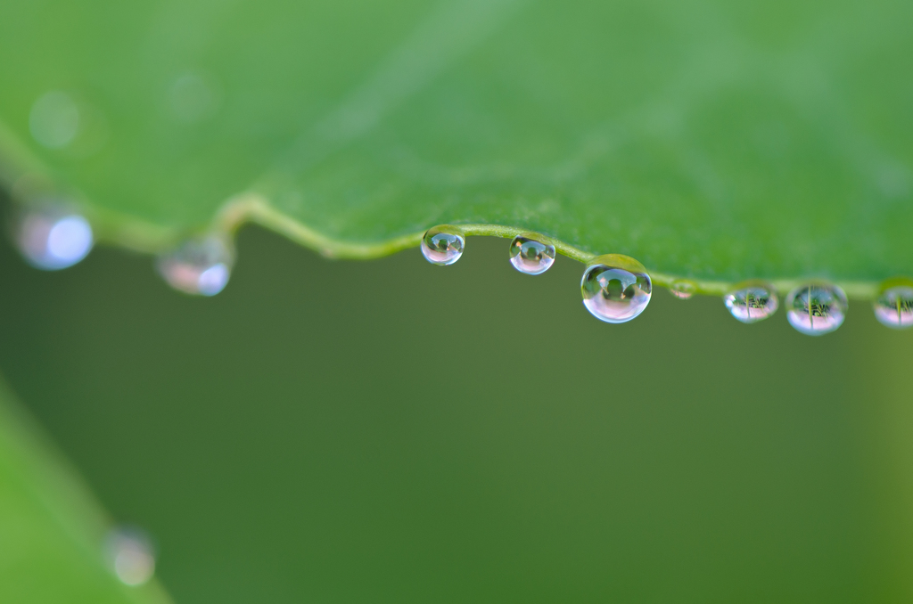 Macro 14