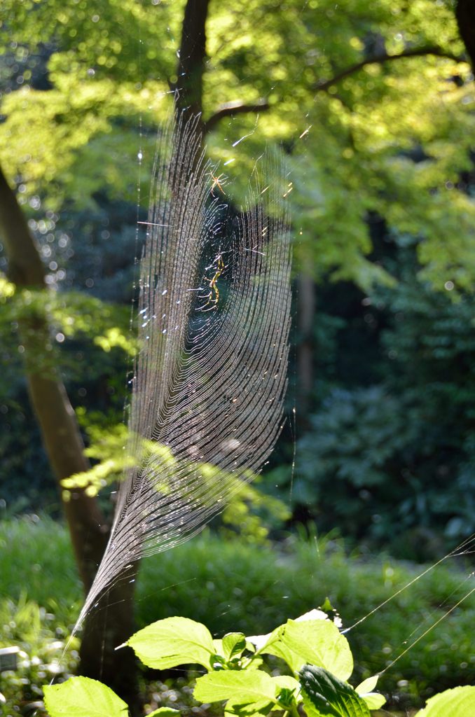 web