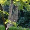 web