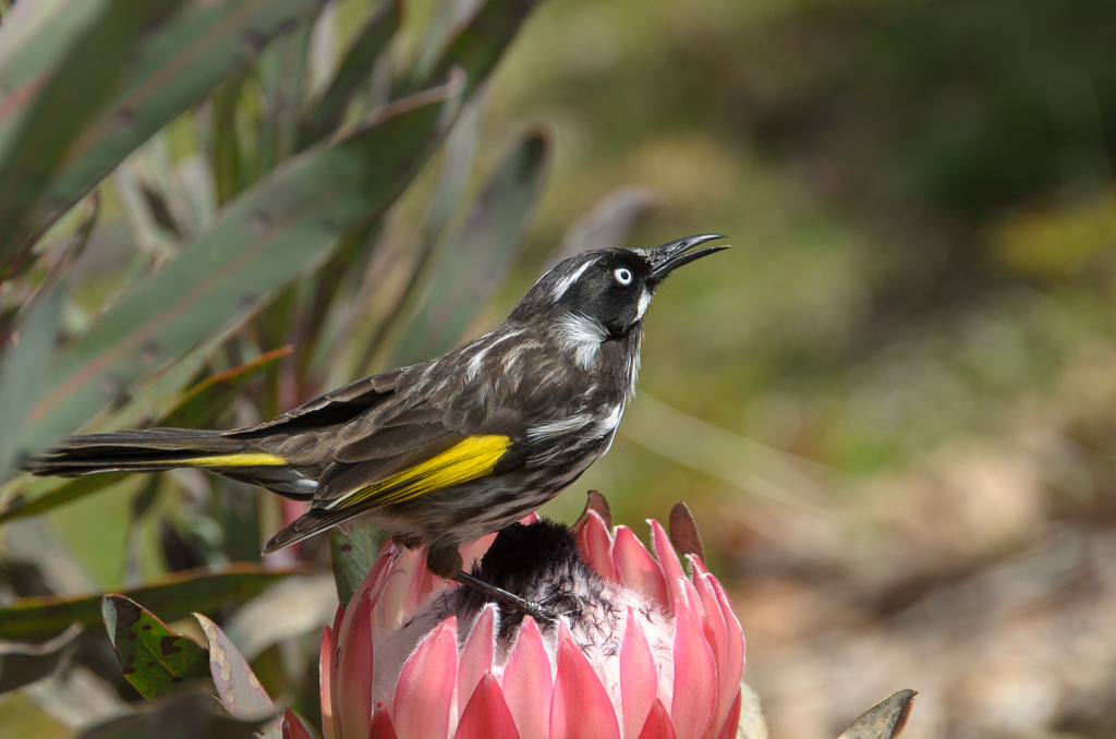 New Holland honeyeater