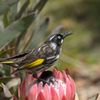 New Holland honeyeater