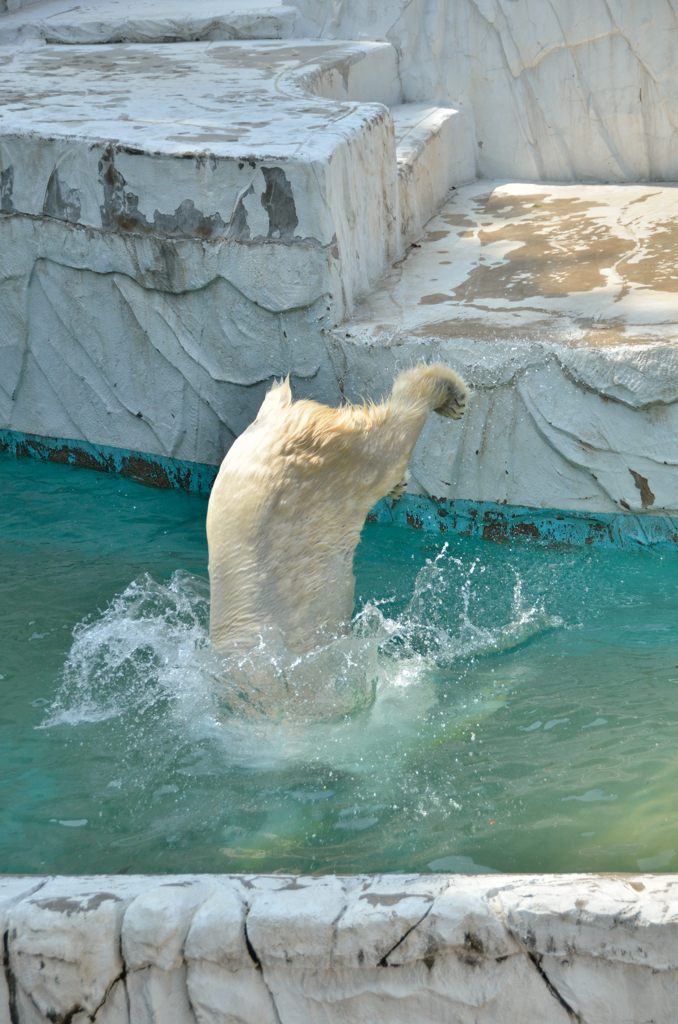 Polar bear 3