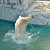 Polar bear 3