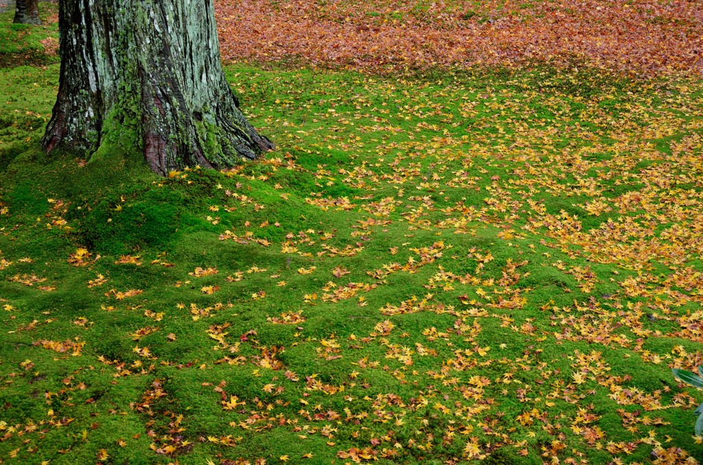 green carpet