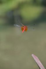 red dragonfly