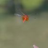 red dragonfly