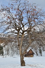 persimmon tree