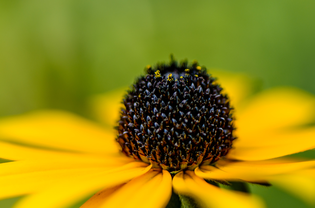 macro