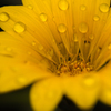 Macro 5