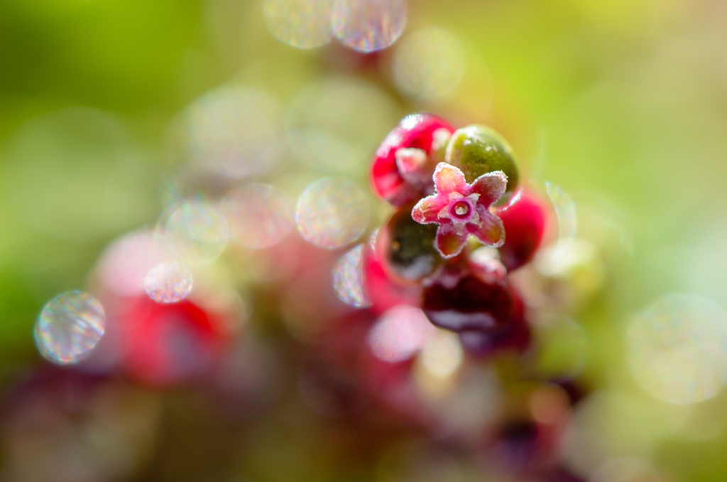 small flower