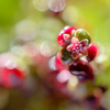 small flower