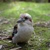 Kookaburra 2